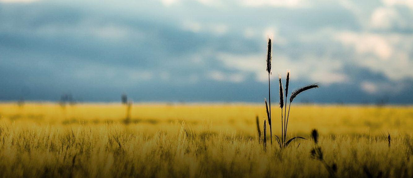 header_cornfield01